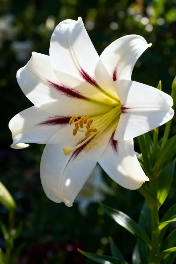 elegant fragrant trumpet lily