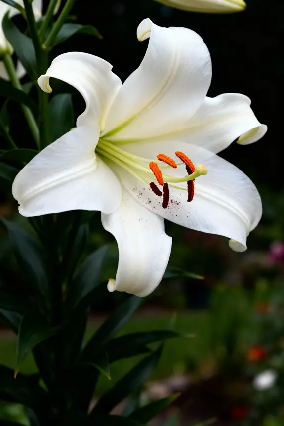 elegant white blooms thrive