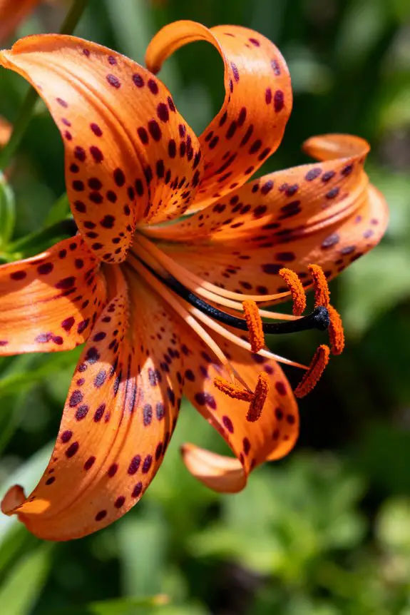 striking orange perennial beauty