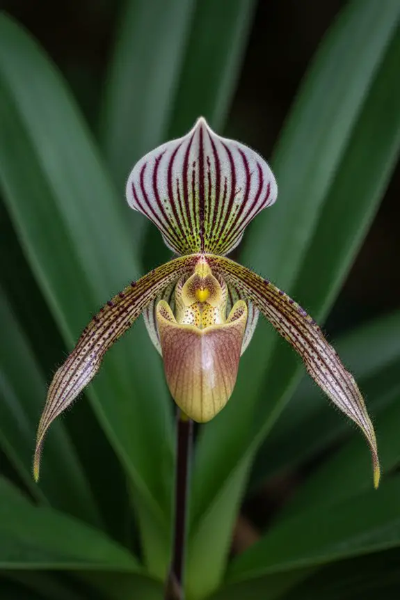 rothschild s stunning slipper orchid